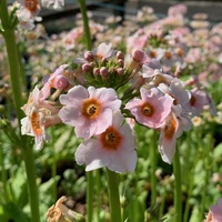 Primula japonica 'Apple Blossom'
